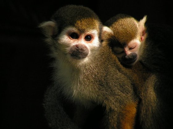 میمون سنجابی با بچه اش